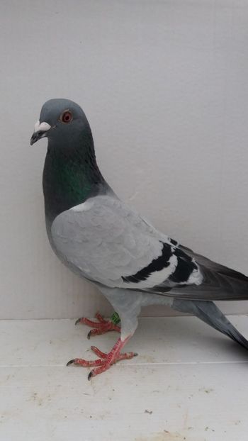 F 2018 vanduta - De! voiajori vanduti