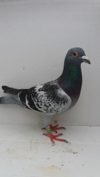 M 2018 vandut - De! voiajori vanduti