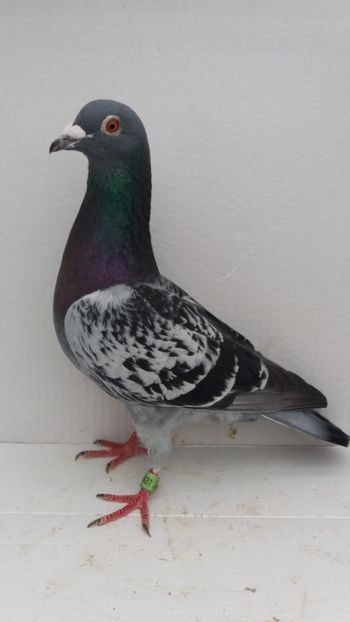 M 2018 vandut - De! voiajori vanduti