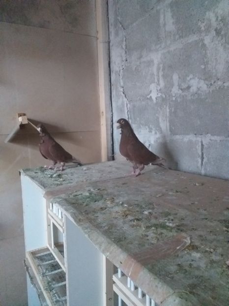  - femele rosii de bucuresti