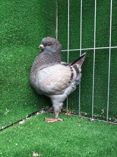 0-1 vanduta - King 2019