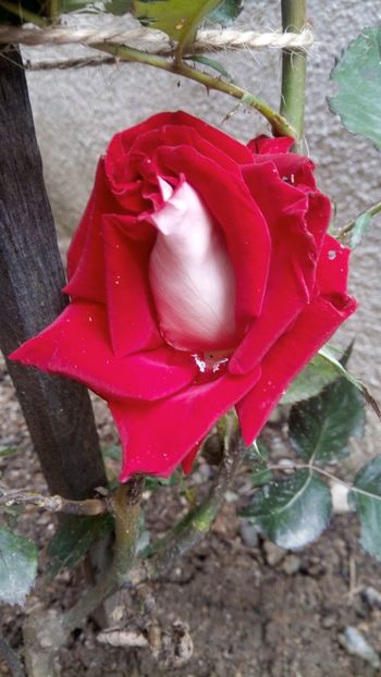 IMG-20190608-WA0013 - Ossiria