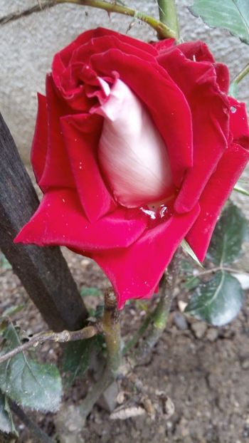 IMG-20190608-WA0012 - Ossiria