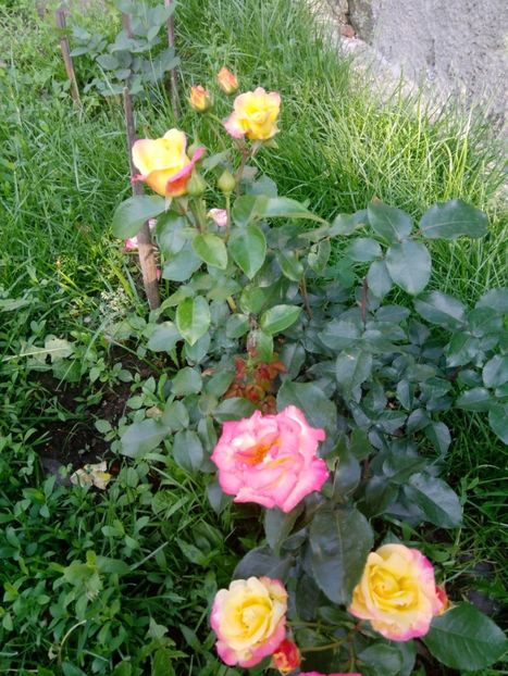 8 iunie - Trandafiri 2019