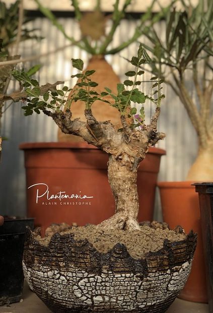 Boswellia sacra - Vase - aranjamente - accesorii