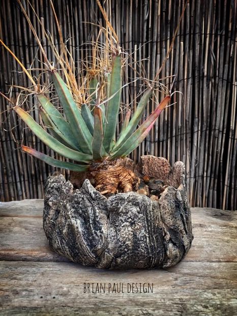 Leuchtembergia principis - Vase - aranjamente - accesorii