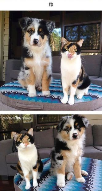 29cd0d51b5605d0bd4ffb0d8d5b4dea3 (1) - CUTE CATS 2019