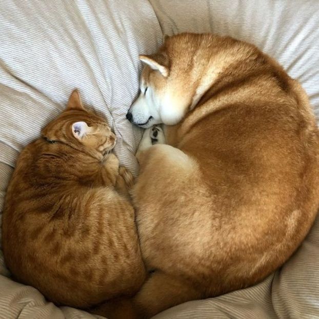 44844e8d959975c7a4d61f8d7c8dc39d - CUTE CATS 2019