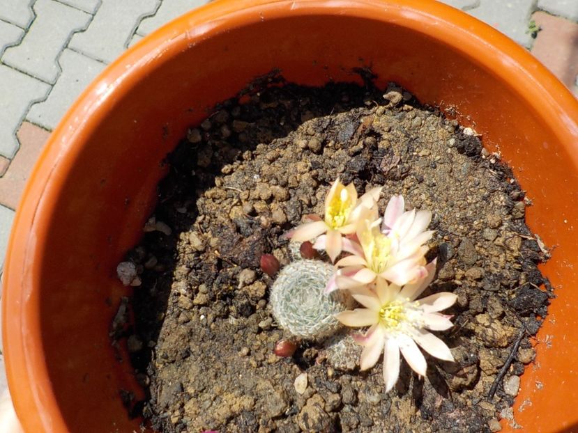  - rebutia heliosa