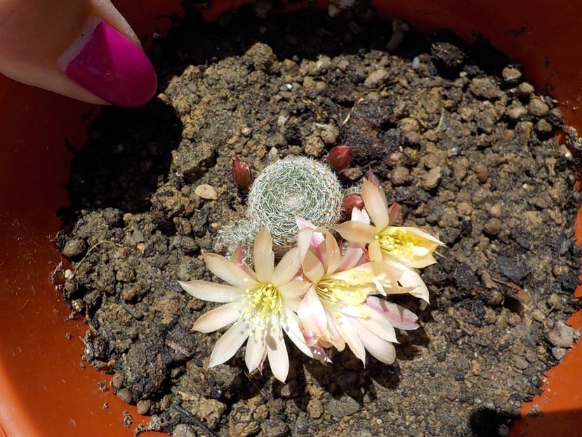  - rebutia heliosa