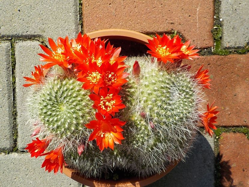  - rebutia krainziana