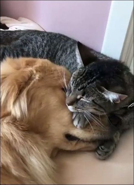 c93d1154faf9a553fd1fecd9a00bfe96 - CUTE CATS 2019