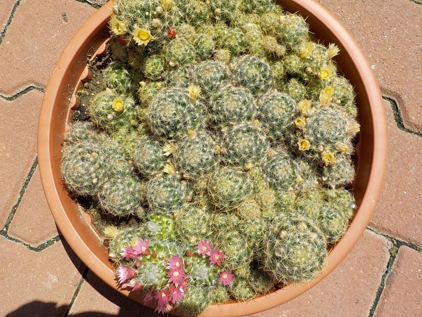  - mammillaria prolifera