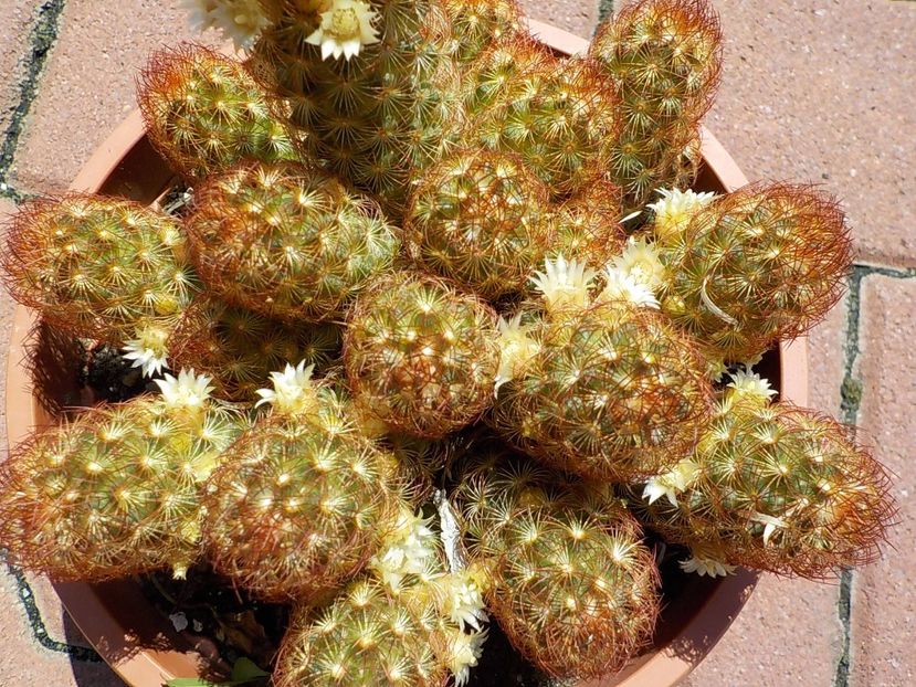  - mammillaria elongata