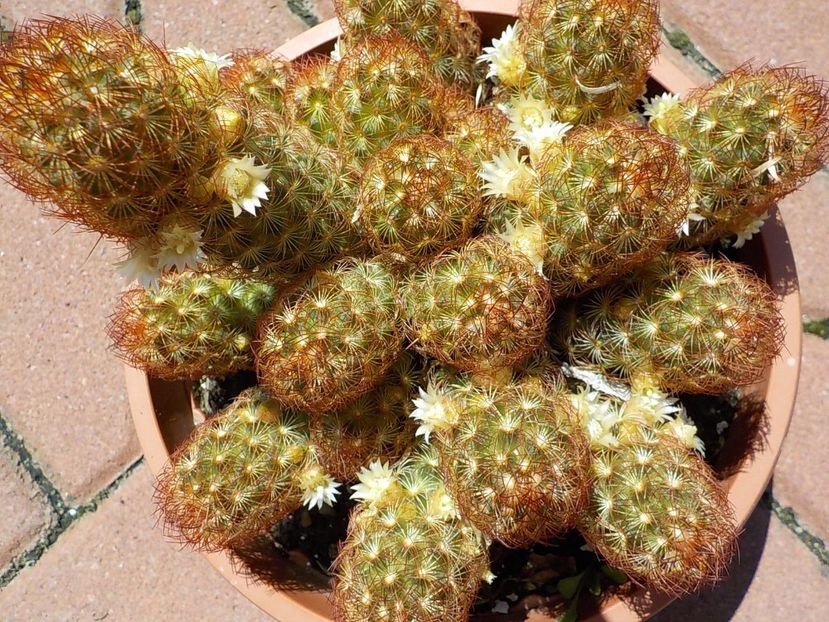  - mammillaria elongata
