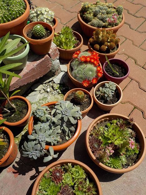  - CACTUSI si SUCULENTE