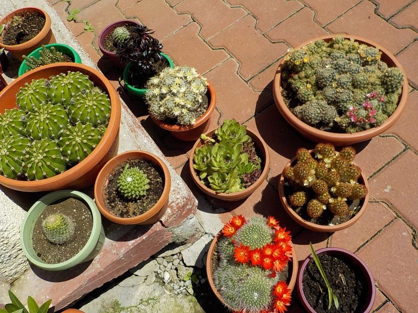  - CACTUSI si SUCULENTE