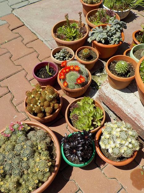  - CACTUSI si SUCULENTE