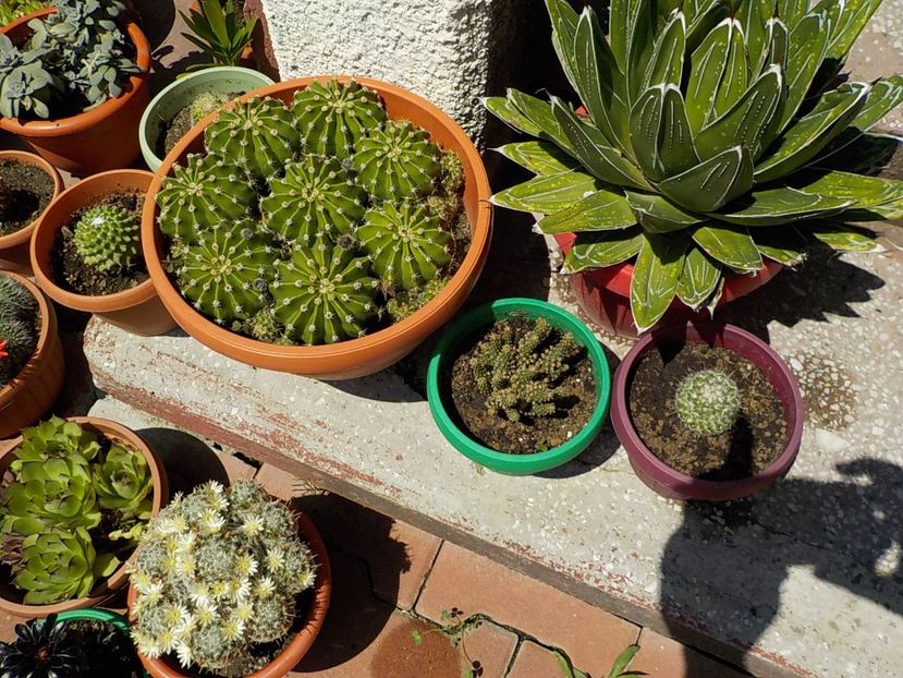  - CACTUSI si SUCULENTE