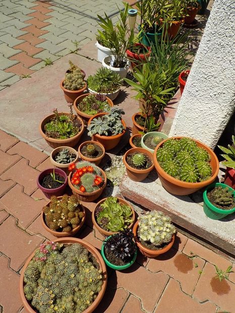  - CACTUSI si SUCULENTE