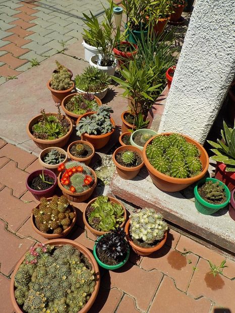  - CACTUSI si SUCULENTE