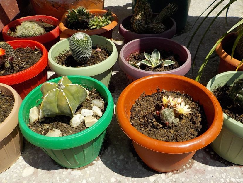  - CACTUSI si SUCULENTE