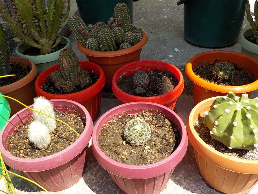  - CACTUSI si SUCULENTE