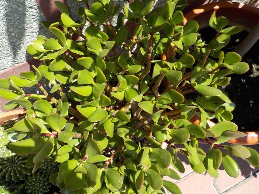  - crassula ovata