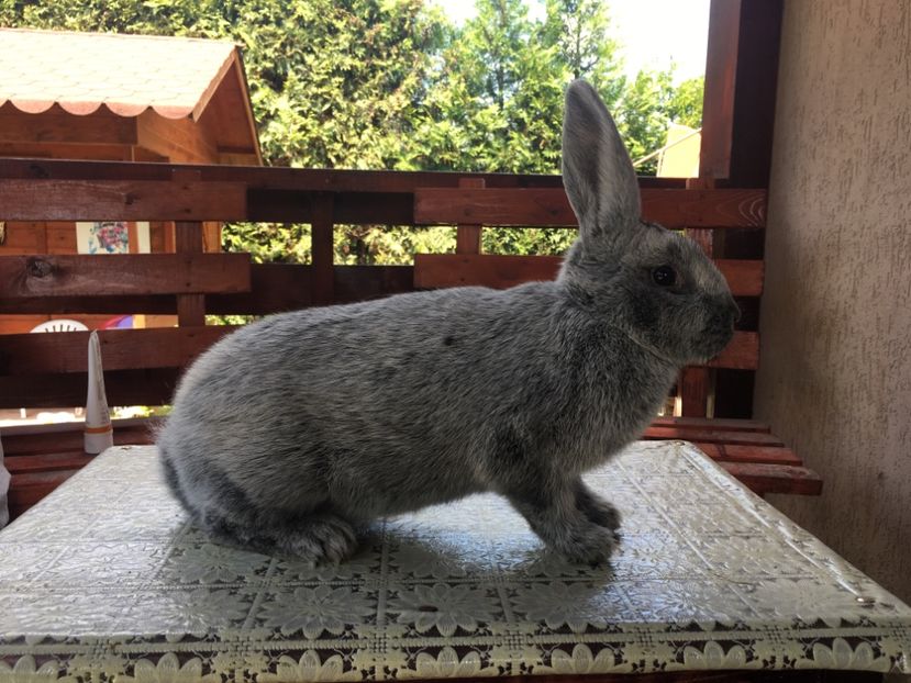 08.06.19...6 luni - F 0-1 RO 12 1922