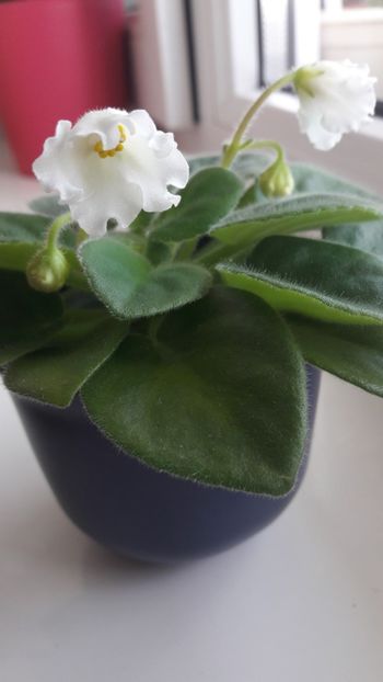  - Alan s White Feather