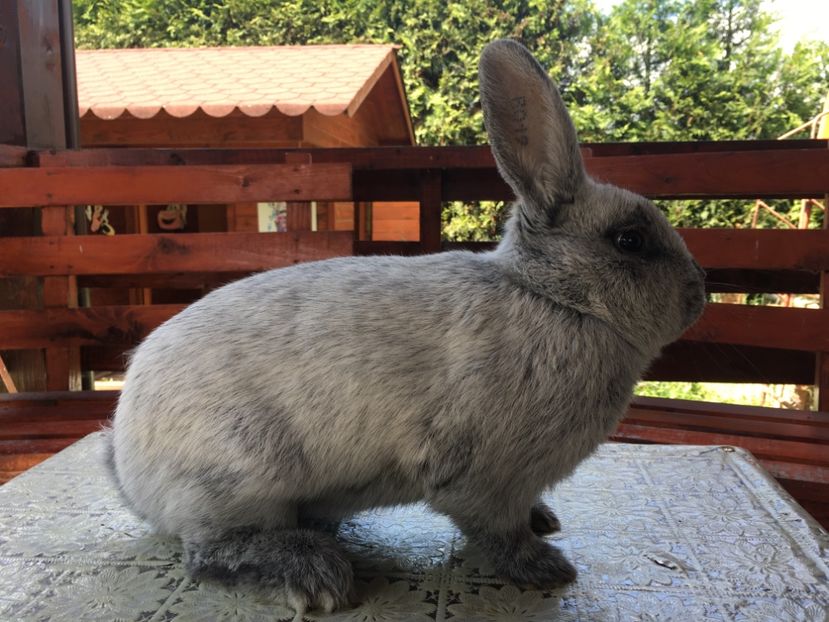 08.06.19...8 luni - M 1-0 RO 12 98153