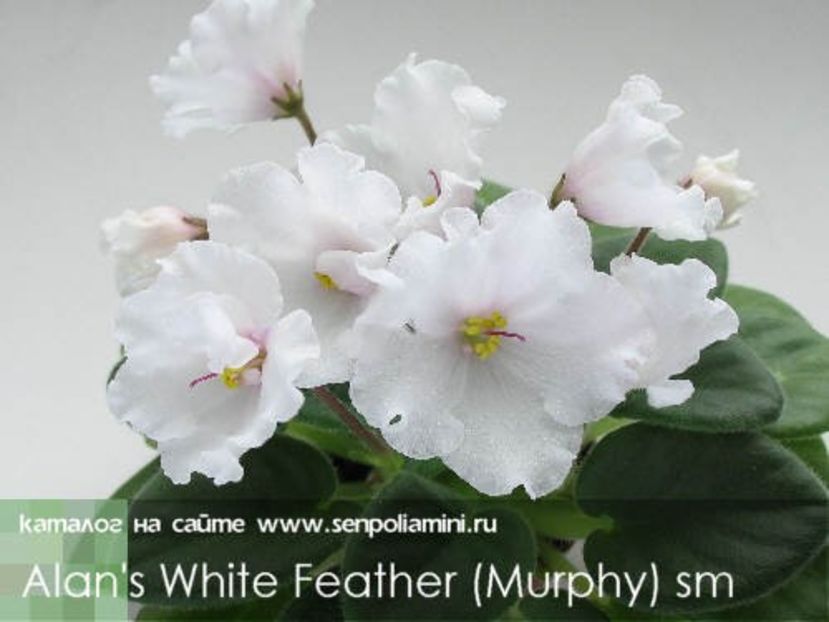 AlansWhiteFeather - Alan s White Feather