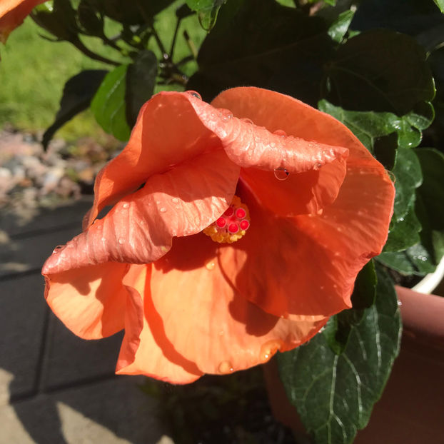  - Jurnalul gradinii 2019