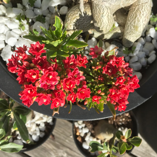  - Jurnalul gradinii 2019