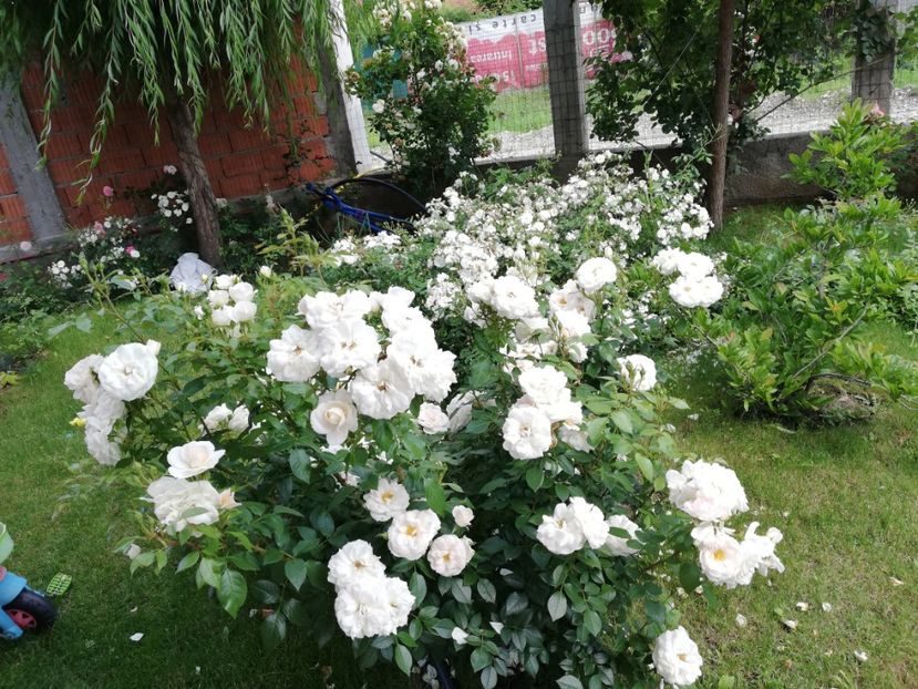  - Uetersener klosterrose- urcator