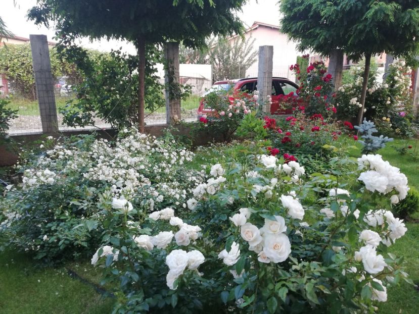  - Uetersener klosterrose- urcator