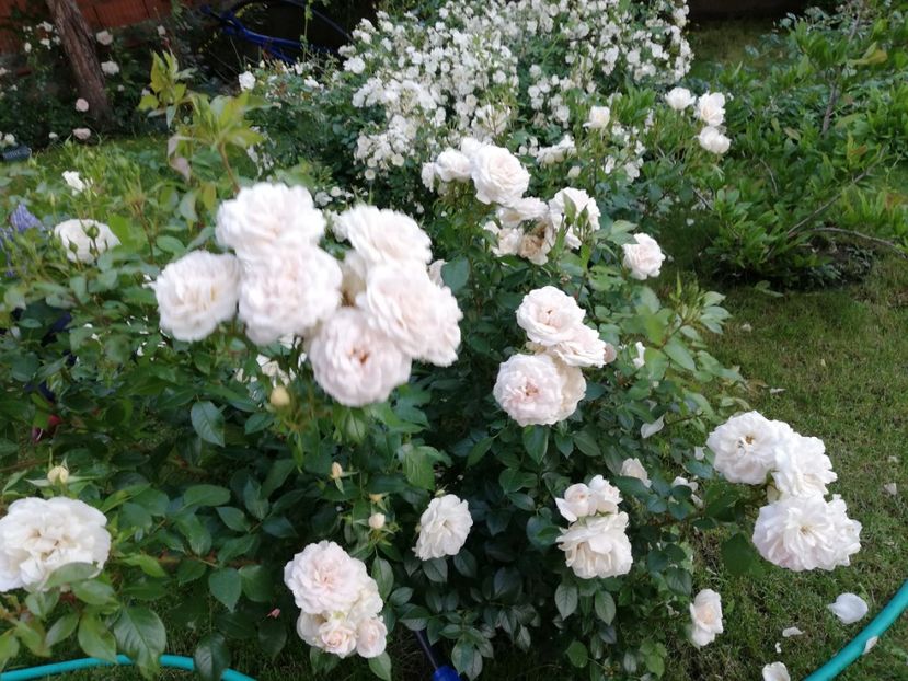  - Uetersener klosterrose- urcator
