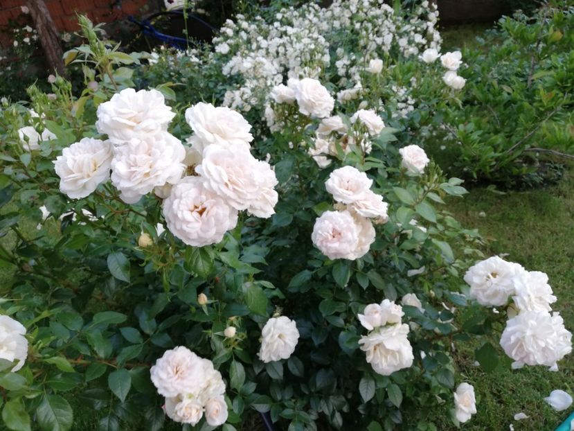  - Uetersener klosterrose- urcator