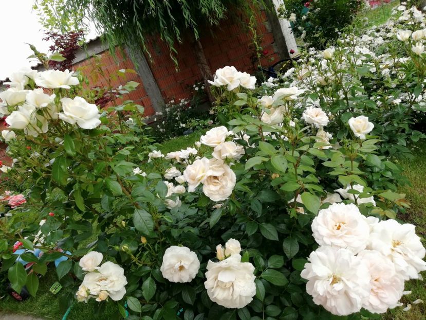  - Uetersener klosterrose- urcator