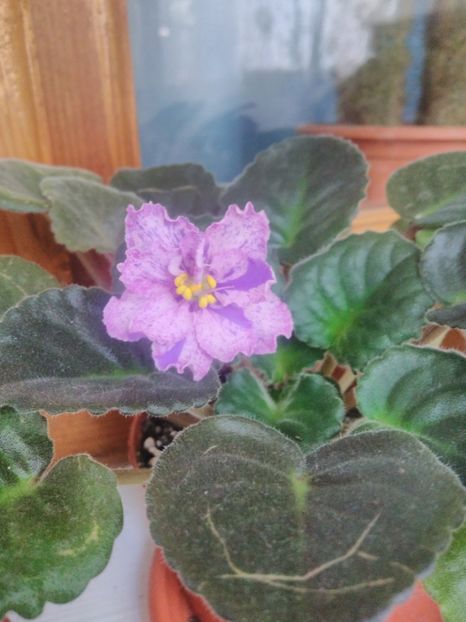 8 iunie 2019 - ZZZ_Mellow Magic