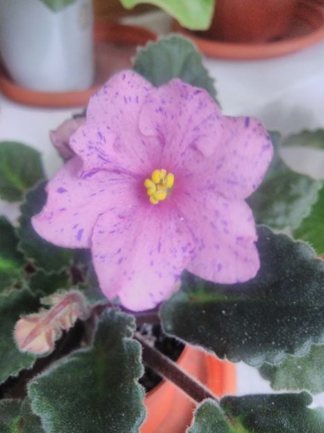 8 iunie 2019 - ZZZ_Humako Carnaval