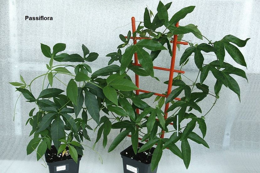 Incarnata si Lavender Lady - 08 Flora- inradacinare passiflora