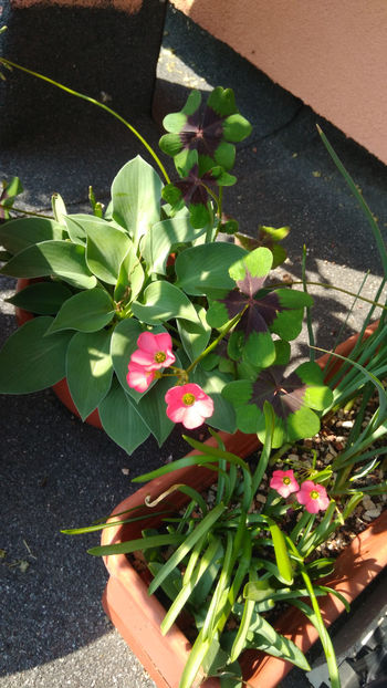 Oxalis 'Iron Cross' - Oxalis 2019