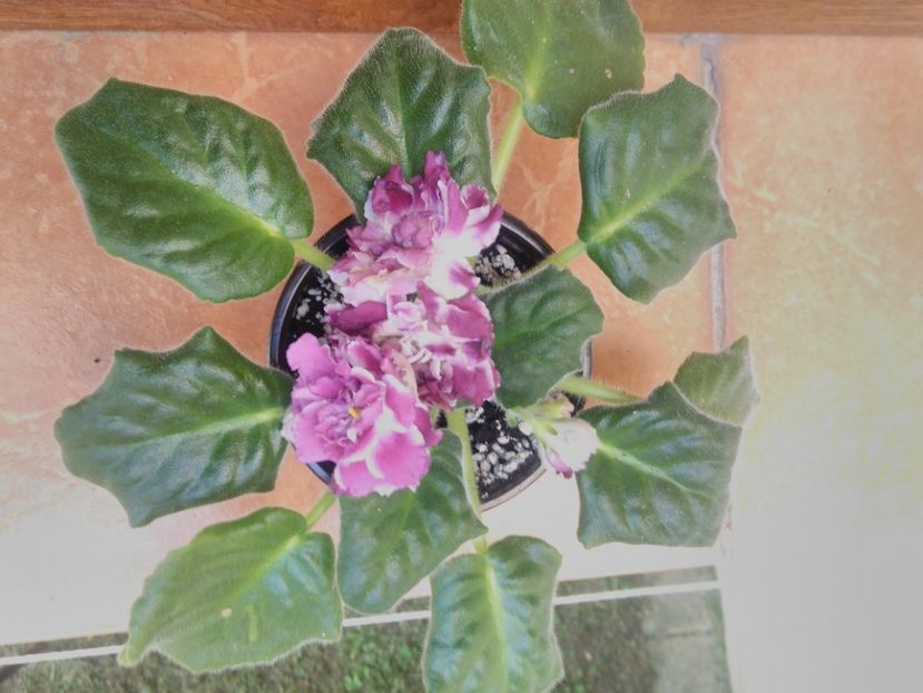 8 iunie 2019 - RS Chary