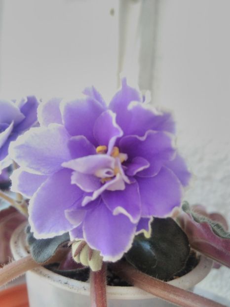 8 iunie 2019 - ZZz_Mermaid