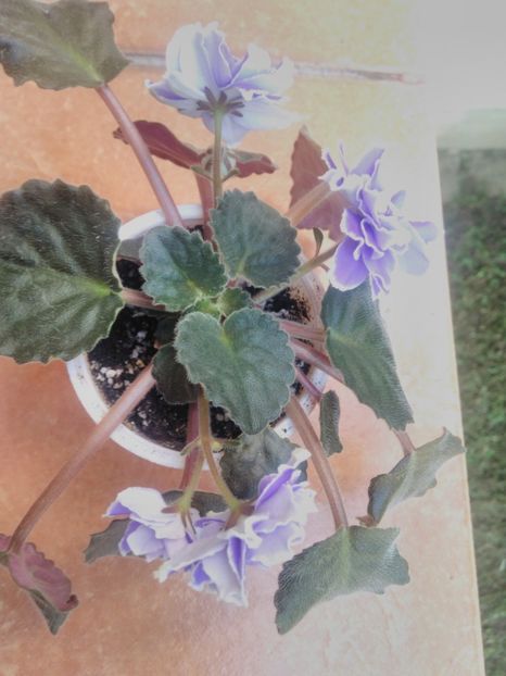 8 iunie 2019 - ZZz_Mermaid