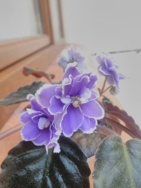 8 iunie 2019 - ZZz_Mermaid