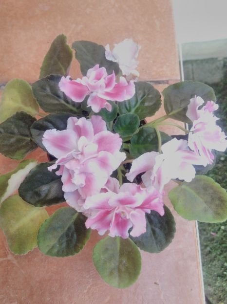 8 iunie 2019 - Moroznaia Vishnia