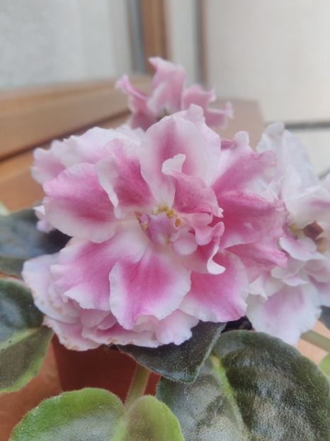 8 iunie 2019 - Moroznaia Vishnia