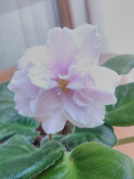 8 iunie 2019 - ZZZ ____EK Lubasha OUT